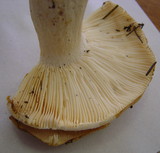 Russula mustelina image