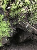 Hemimycena candida image