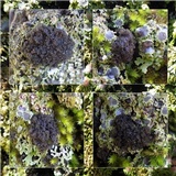 Lobaria amplissima image