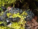 Collema tenax var. tenax image