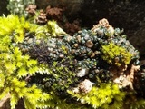 Collema tenax var. tenax image