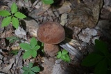 Tylopilus badiceps image