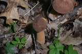 Tylopilus badiceps image