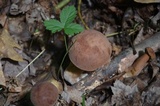 Tylopilus badiceps image