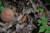 Tylopilus badiceps image