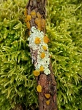 Dacrymyces capitatus image