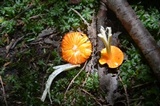 Humidicutis marginata image