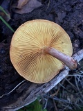 Gymnopilus thiersii image