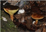 Phylloporus clelandii image