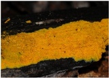Phlebia subceracea image