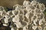 Plicaturopsis crispa image