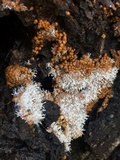 Polycephalomyces tomentosus image