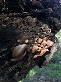 Lentinellus castoreus image