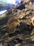 Lentinellus castoreus image