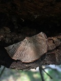 Lentinellus castoreus image