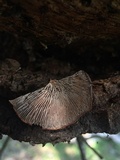 Lentinellus castoreus image