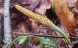 Puccinia mariae-wilsoniae image
