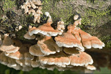 Plicaturopsis crispa image