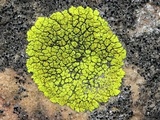Acarospora chrysops image