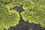 Acarospora chrysops image