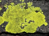 Acarospora chrysops image