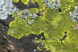 Acarospora chrysops image