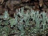 Cladonia grayi image