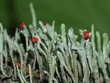 Cladonia bacillaris image