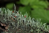 Cladonia bacillaris image