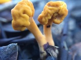 Pachycudonia spathulata image