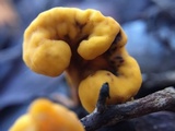 Pachycudonia spathulata image