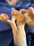 Pachycudonia spathulata image