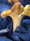 Pachycudonia spathulata image