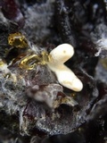 Pachycudonia spathulata image