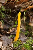 Clavulinopsis laeticolor image