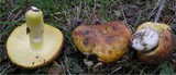 Russula aurea image