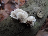 Plicaturopsis crispa image