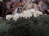 Plicaturopsis crispa image
