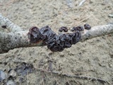 Exidia crenata image