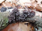 Exidia crenata image