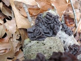 Exidia crenata image