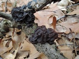 Exidia crenata image