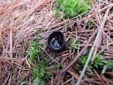 Pseudoplectania nigrella image