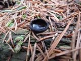 Pseudoplectania nigrella image