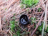 Pseudoplectania nigrella image