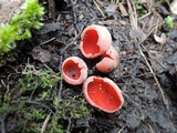 Sarcoscypha austriaca image