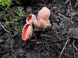 Sarcoscypha austriaca image