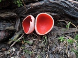 Sarcoscypha austriaca image