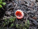 Sarcoscypha austriaca image