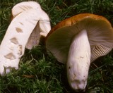 Russula mustelina image